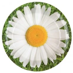 Lot De 10 Assiettes En Carton Marguerite D 22,5 Cm